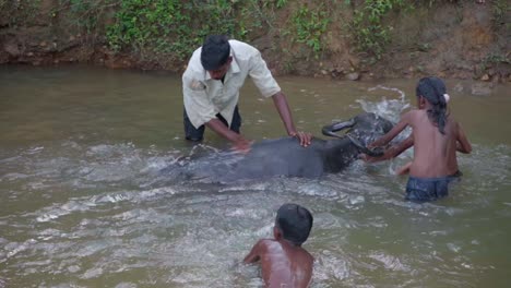 village-father-kids-washing-buffalo--in-river-water