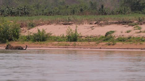 Jaguar-überquert-Den-Fluss-Im-Pantanal,-Brasilien