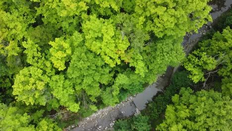 Slow-aerial-top-down-view-showing-green-forest-and-small-empty-stream-during-hot-summer-day