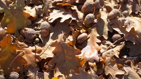 Close-up-slider-of-brown-leaves-and-acorns-lying-on-the-ground-during-sunny-autumn-day