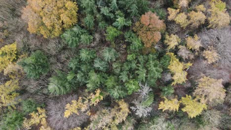 Spätherbstbäume-Im-Wicklow-Mountain-Forest-In-Irland