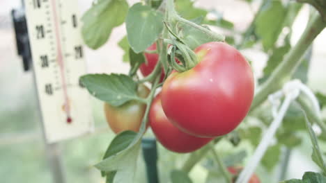 Tomate-Rojo-Fresco-Y-Jugoso-Frente-A-Un-Termómetro-Para-Un-Seguimiento-Perfecto-Del-Crecimiento-En-Un-Invernadero-De-Cristal