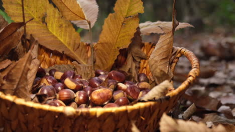 Chestnuts-are-falling-in-wicker-basket