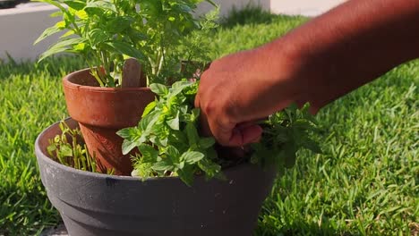Pruning-fresh-mint-out-of-the-pot