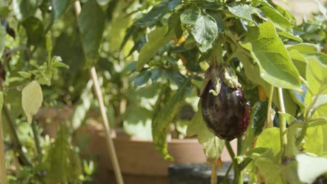 Water-dripping-off-an-aubergine-and-other-plants-in-close-up-slow-motion