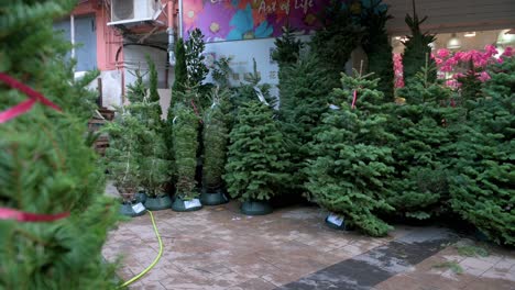 Shoppers-walk-past-a-row-of-Christmas-pine-trees-for-home-decoration-are-seen-for-sale-in-Hong-Kong