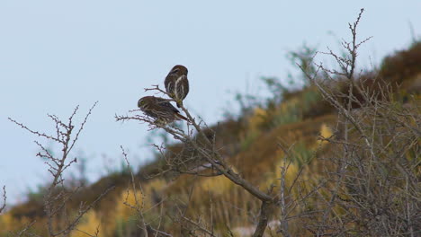 Wide-shot-of-two-Chuncho-owl-,-Glaucidium-nanum,-moving-around-on-a-branch-in-Torres-del-Paine-National-Park