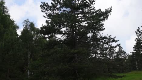 From-cloudy,-blue-sky-camera-goes-to-a-pine-tree-in-a-green-forest-and-meadow