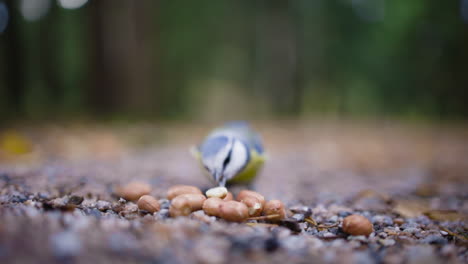 Close-up-of-bird-picking-up-nut-from-ground-and-flying,-shallow-DOF