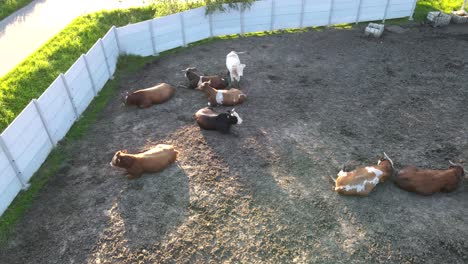 A-top-view-of-cows-taking-a-rest-on-the-ground