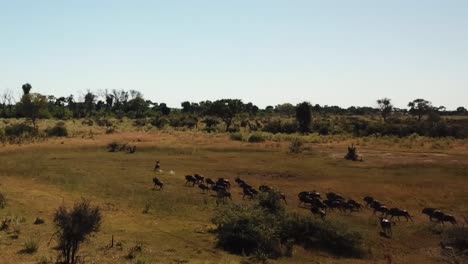 Aerial-Fly-Over-View-of-a-Large-Herd-Lechwe-Antelope,-Springbok-and-Zebras,-Herd-of-Cape-Buffalo-Grazing-and-Running-in-the-Okavango-Delta,-Botswana,-Africa