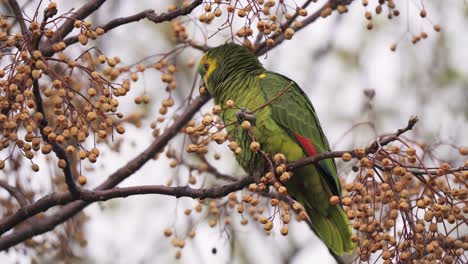 A-Turquoise-fronted-amazon-parrot-using-his-hands-to-grab-the-fruit-of-a-chinaberry-tree