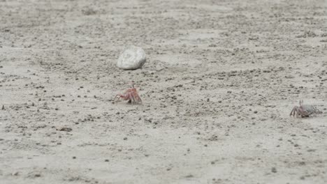 Krabben-Wandern-Und-Suchen-Nach-Nahrung-Am-Strand-Von-Olon-In-Ecuador