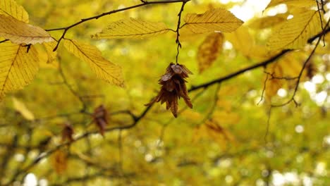 Gewöhnlicher-Haselnussbaum-Im-Herbst---Bündel-Trockener-Brauner-Blätter,-Die-An-Einem-Baum-Im-Hoia-Wald,-Cluj-Napoca-Hängen---Selektiver-Fokus,-Nahaufnahme