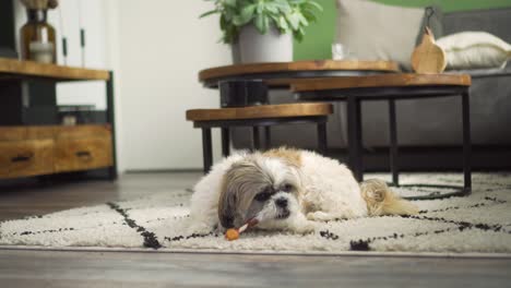 Boomer-dog-chewing-on-chew-stick-treat-on-living-room-rug,-medium-shot