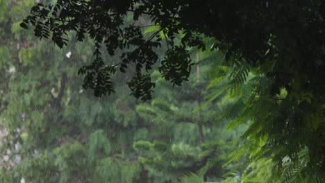 Regen-Fällt-In-Zeitlupe-über-Die-Bäume-Und-Das-Grüne-Laub-Während-Der-Monsunzeit
