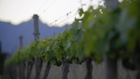 Rows-of-young-vineyard-,-morning-golden-hour,-blue-mountain-in-background-before-sunrise-focus-pulling-in-and-out-of-close-up,-Stellenbosch