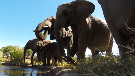 Candid-Camera-View-of-Herd-of-Elephants-Drinking-in-Water-Trough,-Low-Angle