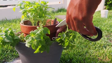 Pruning-fresh-oregano-out-of-the-pot