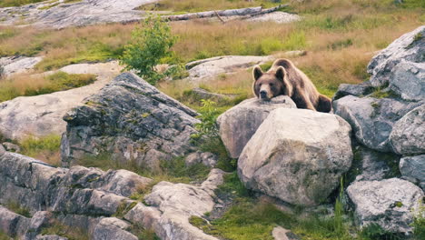 A-Brown-Grizzly-Bear-Relaxing-Alone-On-The-Rocks-At-The-Savanna---wide-shot