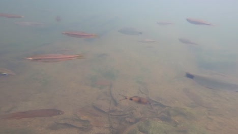 freshwater-fishes-are-gathered-underwater-like-a-meeting