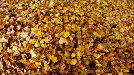 Top-view-of-dried-maple-leaves-on-ground-swaying-in-wind