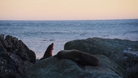 New-Zealand-fur-seals-lying-at-the-shore-on-rocks-during-a-warm-orange-sunset
