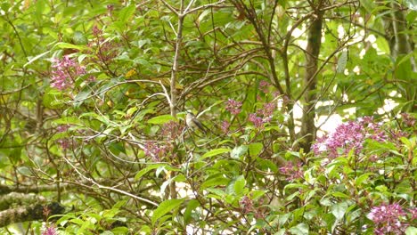 A-hummingbird-sits-on-a-branch-in-the-middle-of-a-beautiful-green-tree-with-pink-flowers