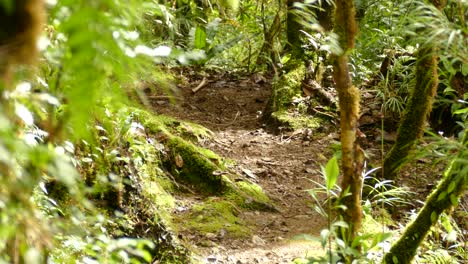 Pequeño-Pájaro-Marrón-Corriendo-Por-El-Suelo-En-La-Selva-Tropical