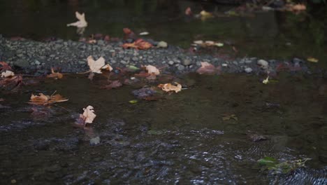 Early-sign-of-fall-leaves-in-the-river