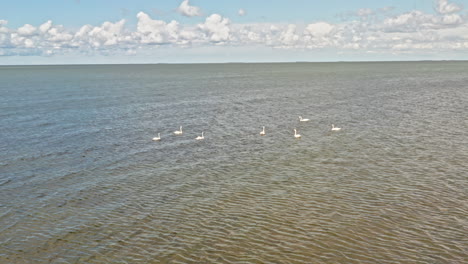 Cisnes-Nadando-En-Un-Mar-Agitado