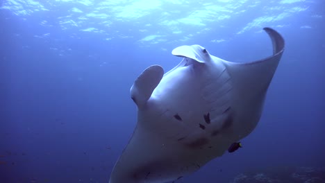 Manta-Ray-turning-in-front-of-the-camera