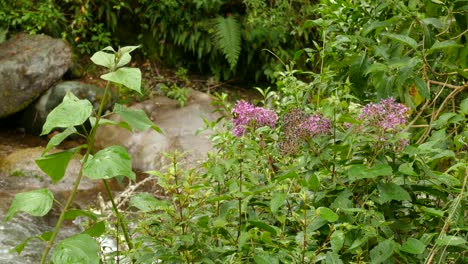Mariposa-Amarilla-Y-Negra-Posada-Sobre-Flores-Rosadas-Cerca-De-Un-Manantial-De-Agua-En-Costa-Rica