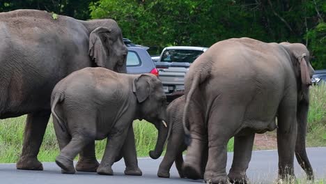 Eine-Familie-Asiatischer-Elefanten-Macht-Einen-Spaziergang-Die-Straße-Entlang-Im-Khao-Yai-Nationalpark,-Thailand-–-Mittlere-Aufnahme,-Zeitlupe