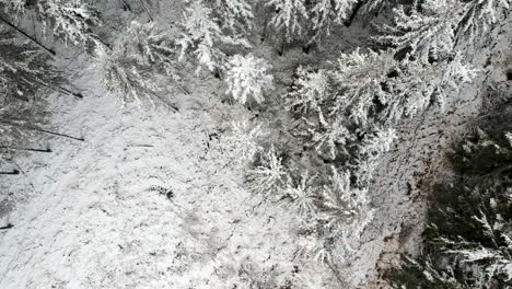 Topdown-drone-shot-of-frozen-pine-tree-forest-during-a-hoar-frost-covering-everything
