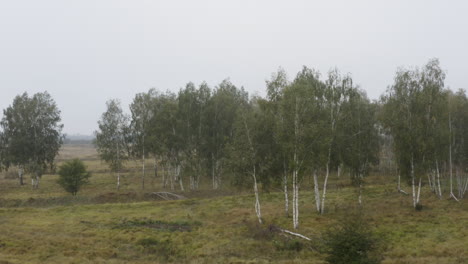 Birch-grove-with-fallen-trees-in-a-foggy-autumn-moorland-in-Czechia