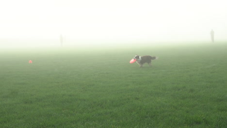 Border-collie-runs-through-fog-to-catch-frisbee-midair,-Slow-Motion