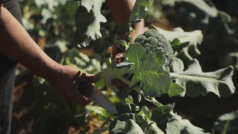 Close-up-shot-of-a-farmer-harvesting-a-broccoli-plant-on-a-produce-farm