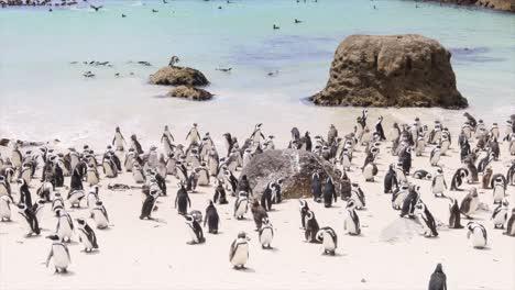 Diese-Afrikanischen-Pinguine-Am-Boulders-Beach-Sind-Vom-Aussterben-Bedroht