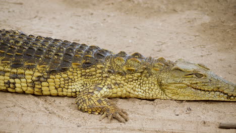 Crocodile-laying-still-on-the-ground,-panning-from-head-to-tail,-Kruger-National-Park