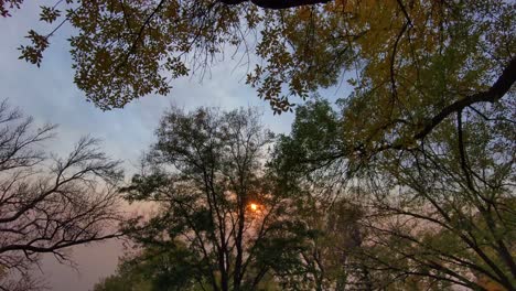 A-drone-floats-just-beneath-the-canopy-of-late-fall-trees-during-an-unusual-sunset