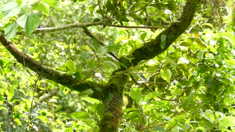 Lindo-Pájaro-ágil-Y-Rápido-Rebotando-A-Través-De-La-Rama-Cubierta-De-Musgo-De-Un-árbol-En-Medio-De-Un-Bosque-De-Costa-Rica