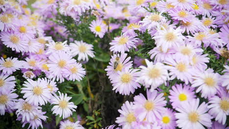 Biene-Bestäubt-Eine-Violette-Blume-In-Zeitlupe