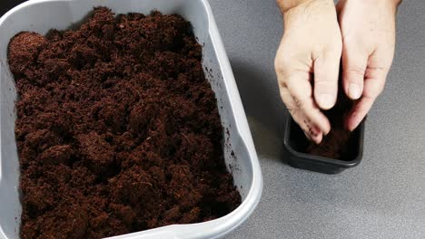 Microgreens-using-Coconut-coir-fibre-as-soil