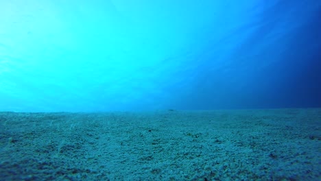Sandy-Seabed-in-the-Red-Sea