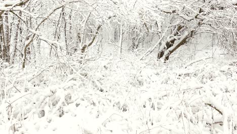 Wonderful-Winter-Snowfall-In-Eastern-Canadian-Mountain-Forest---slider-left,-wide-shot