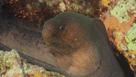 Giant-Moray-eel-breathing-at-the-camera-constantly-opening-it's-mouth