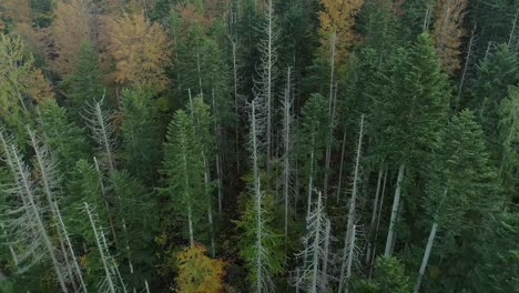 Drone-flight-over-dry-pines.-Aerial-forward