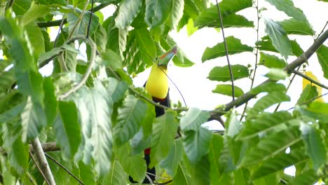 Colorido-Y-Majestuoso-Pájaro-Tucán-Posado-En-Un-árbol-Ondeando-En-El-Viento