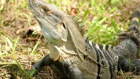A-dangerous-looking-iguana-standing-still-with-itÂ´s-head-reared-being-watchful